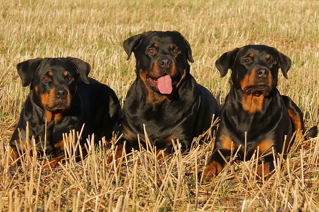 tres rottweilers
