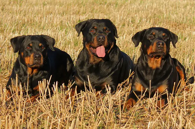 rottweiler pack