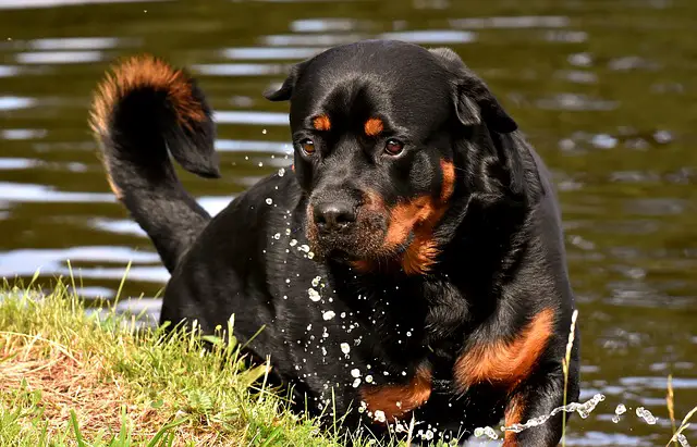 Rottweiler adulto