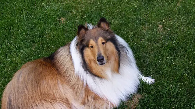 rough collie on grass