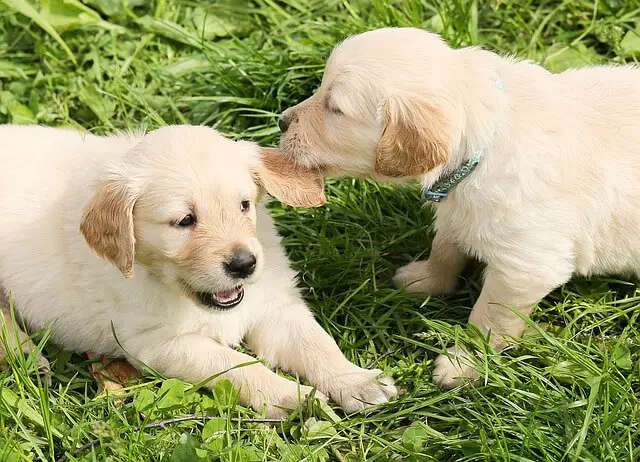 two puppies playing