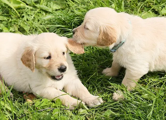 dos cachorros jugando