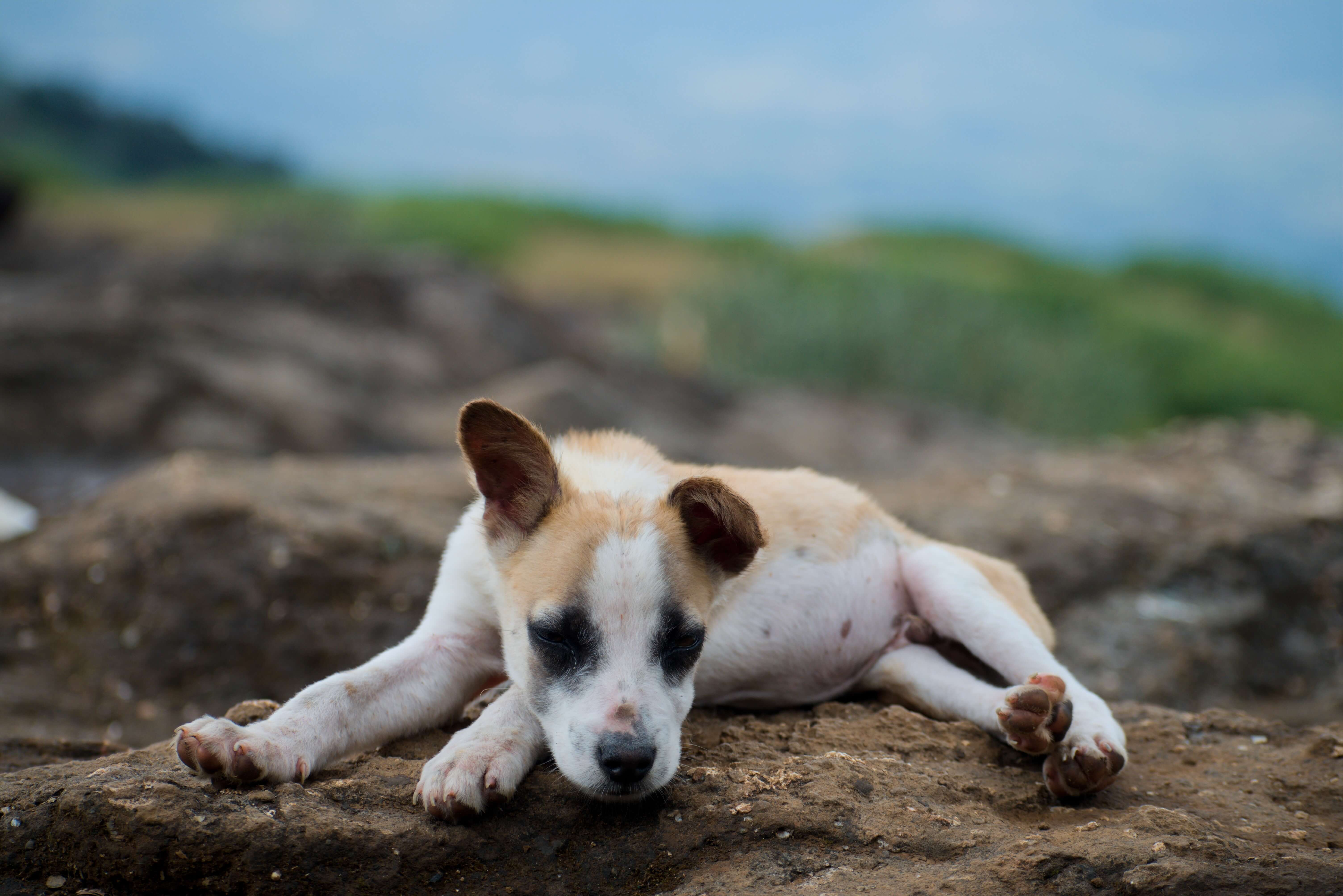 cachorro triste