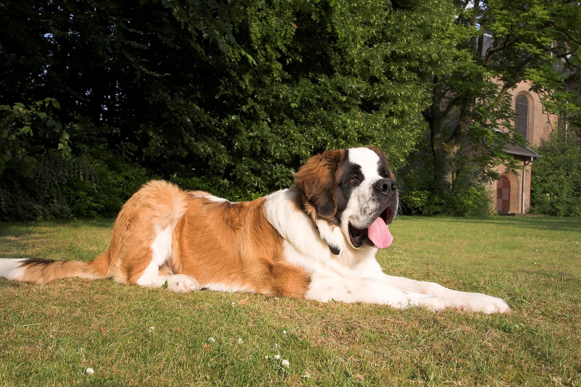 saint bernard dog laying on grass