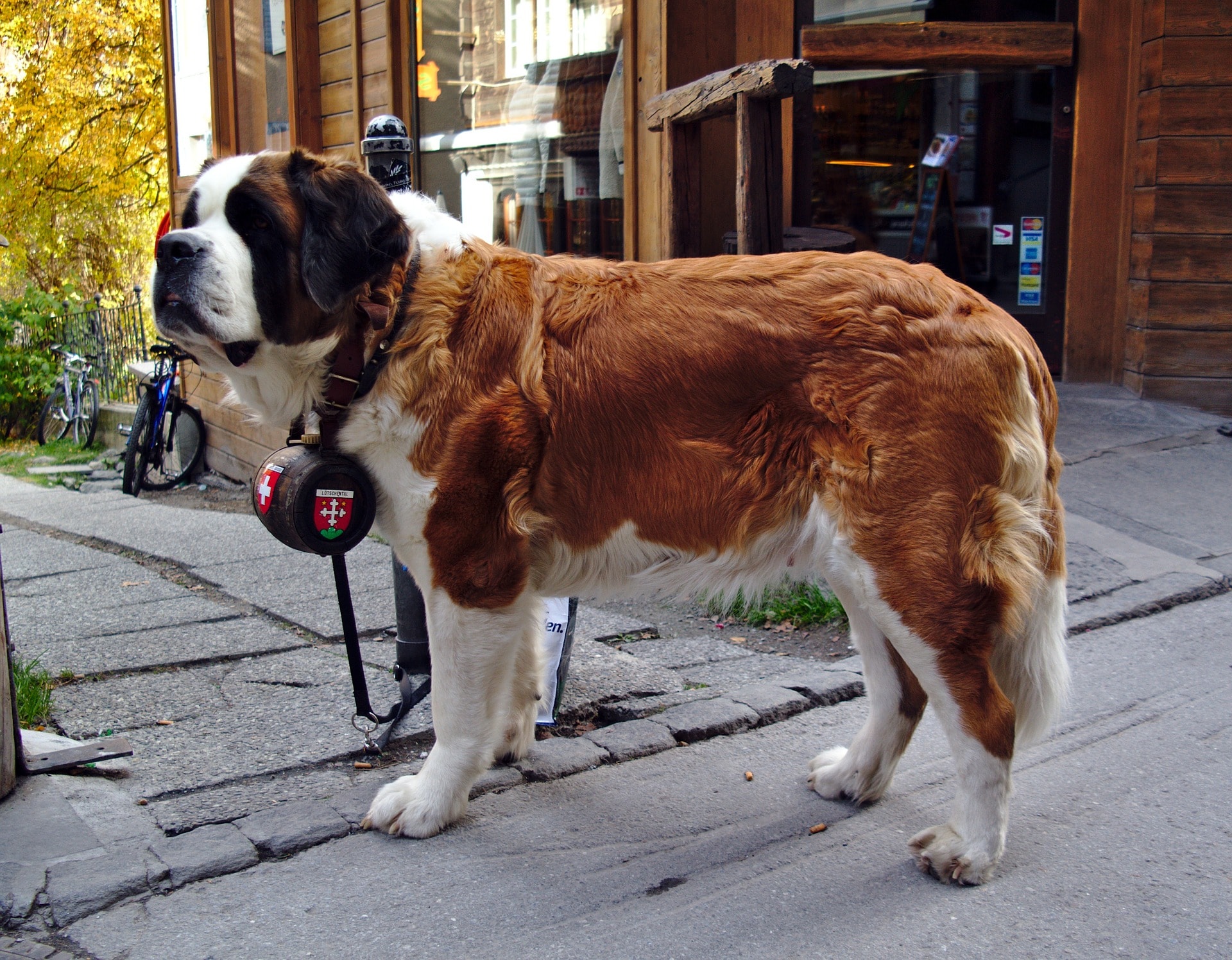 saint bernard dog with brandy keg