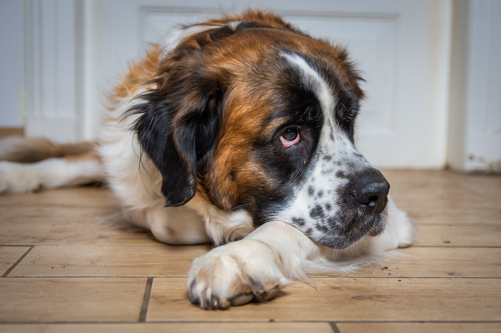 saint bernard on the floor