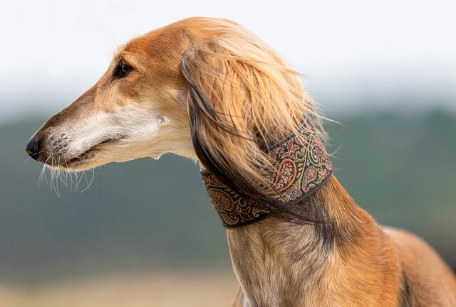 saluki puppy dog