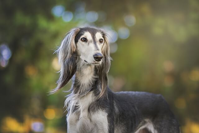 saluki puppy for sale