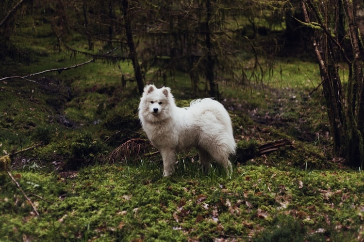 samoyed dog in the woods
