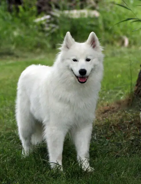 samoyed dog smilling