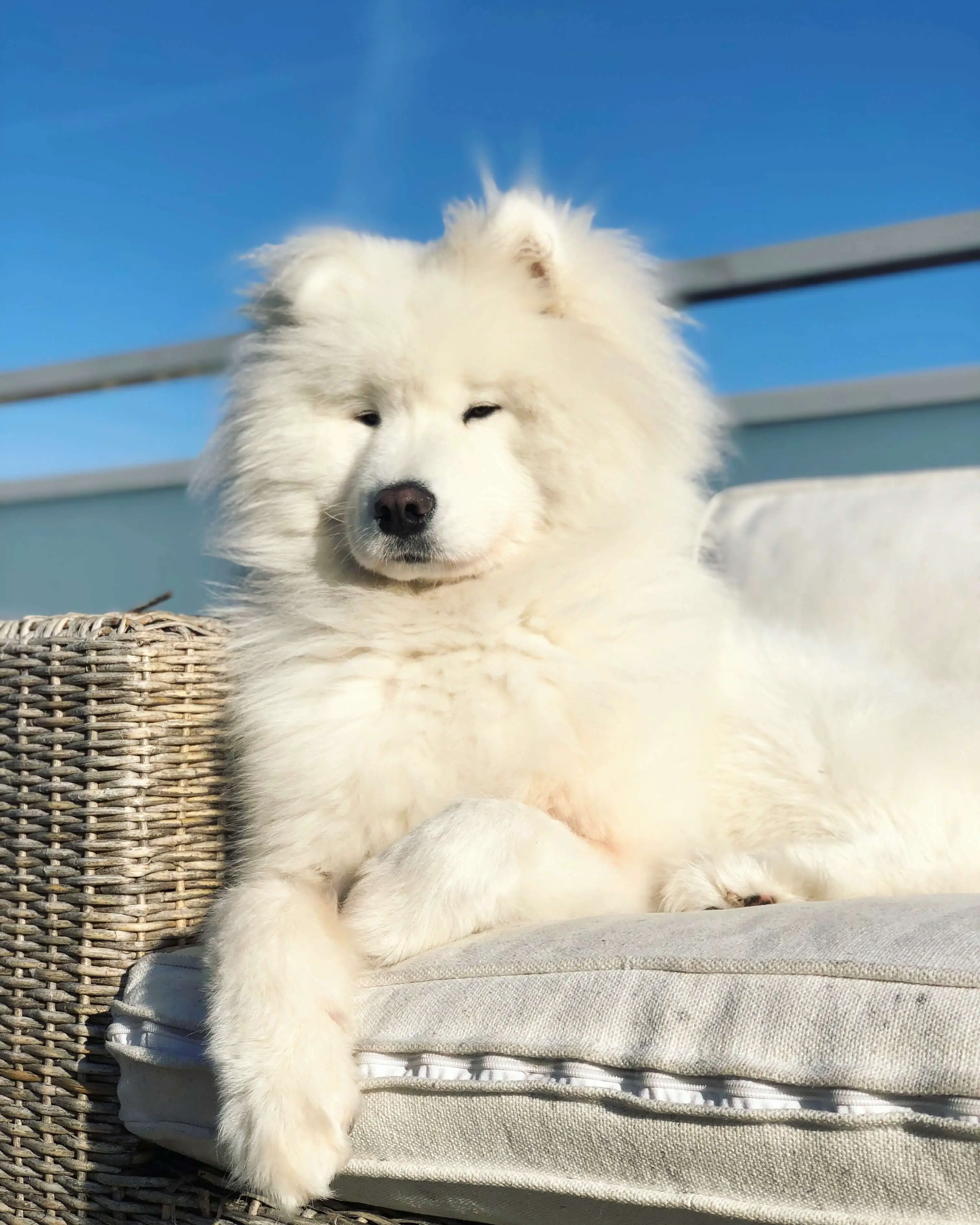 perro samoyedo en el sol