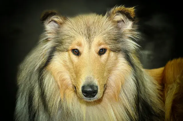 scottish collie lassie