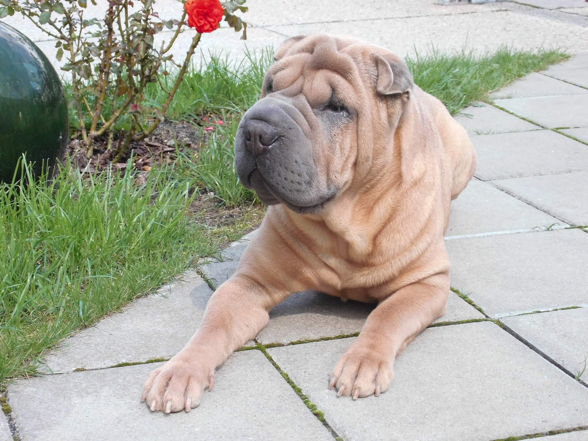 shar pei dog