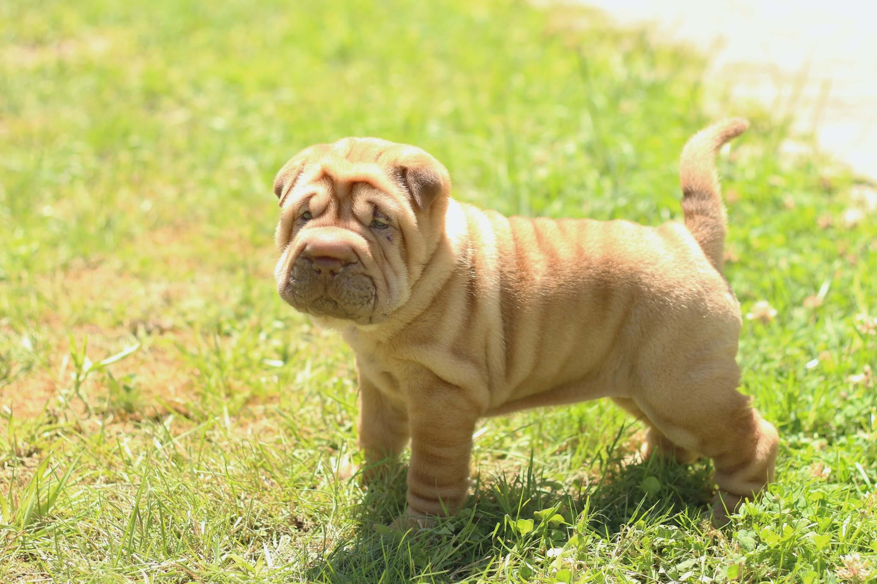 shar pei 