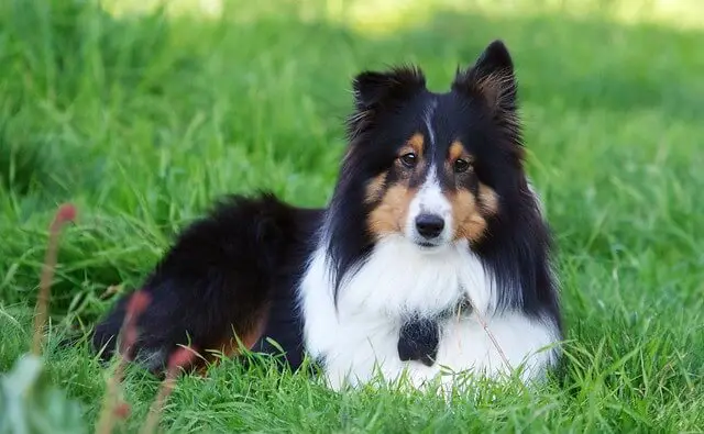 shetland sheepdog