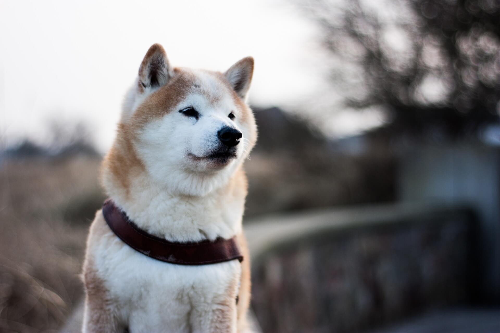 shiba inu dog looking