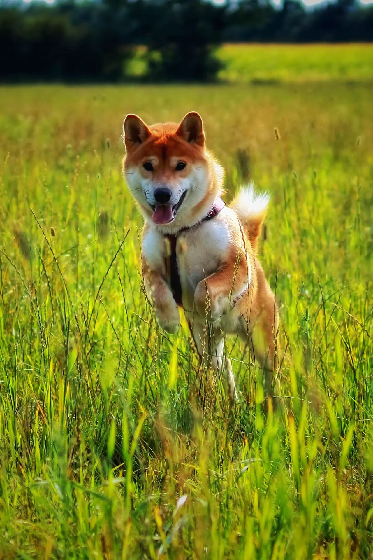 shiba inu dog running