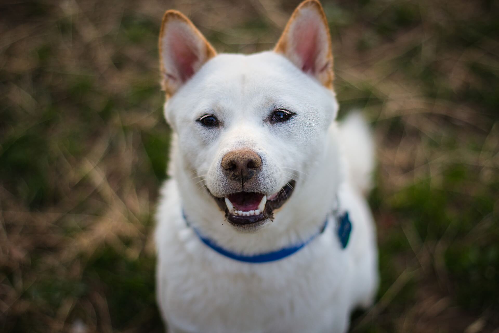 shiba inu dog smiling