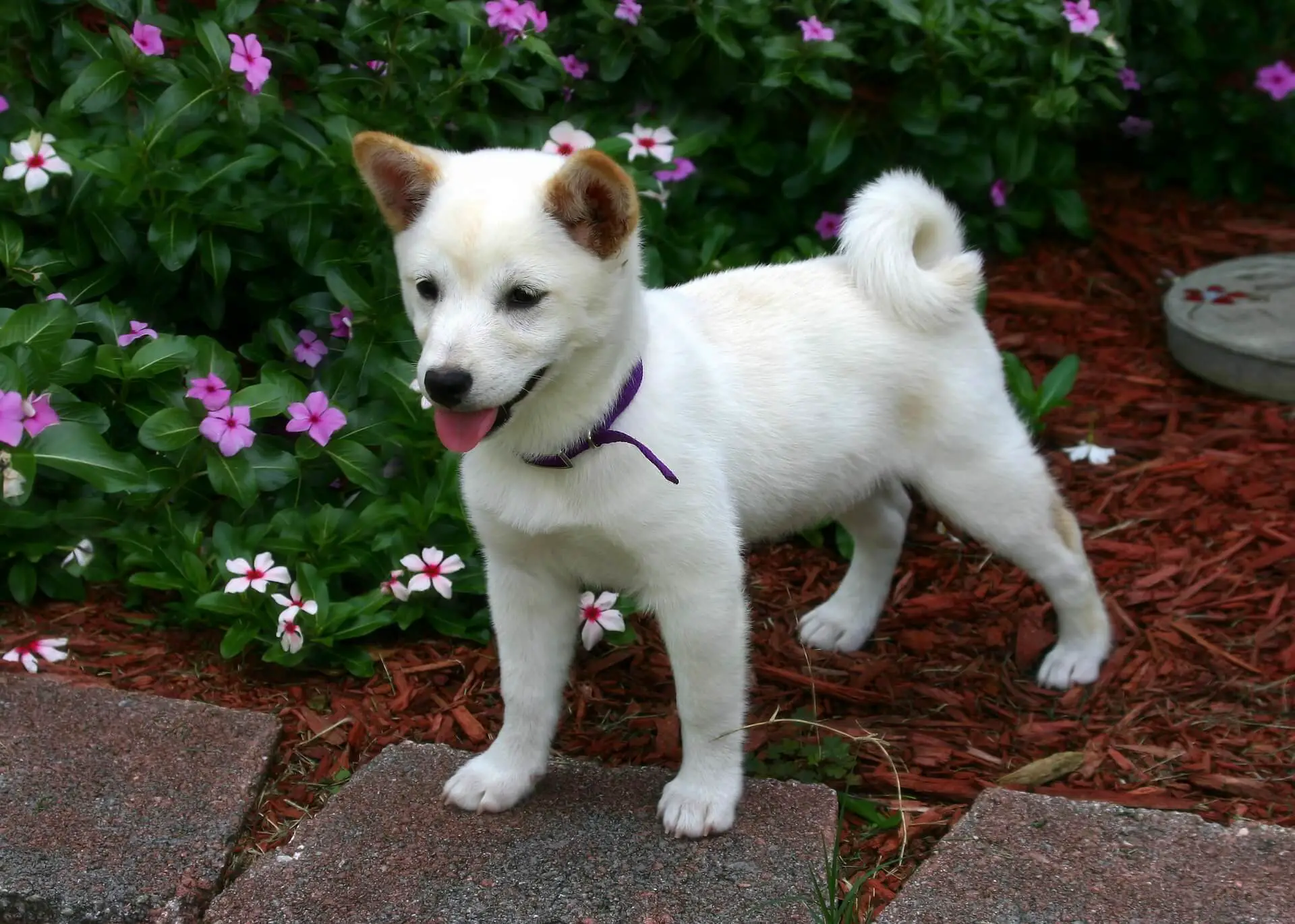 shiba inu white puppy