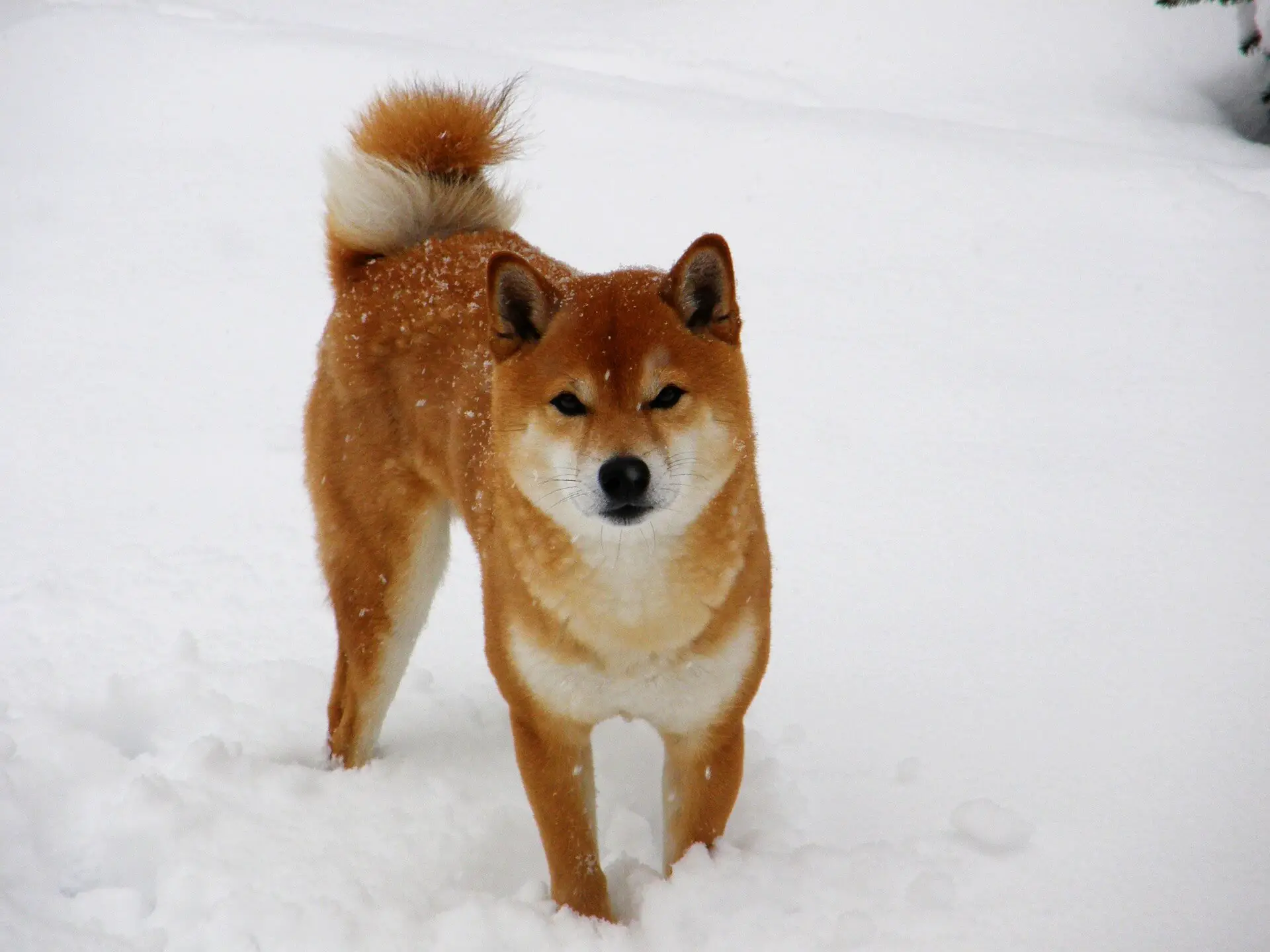 shiba inu dog in snow