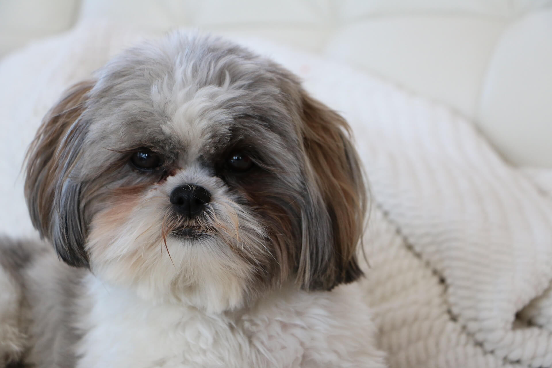 shih tzu dog