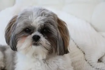 Shih Tzu Small Dog With A Big Heart