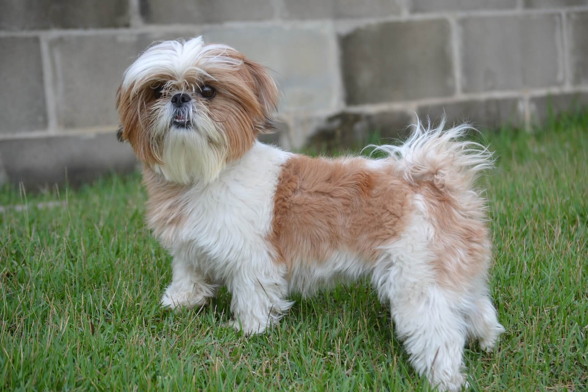 shih tzu sull'erba