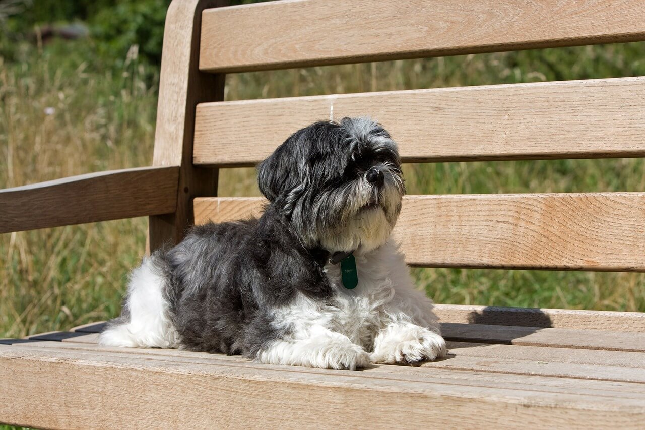 shih tzu on the sun