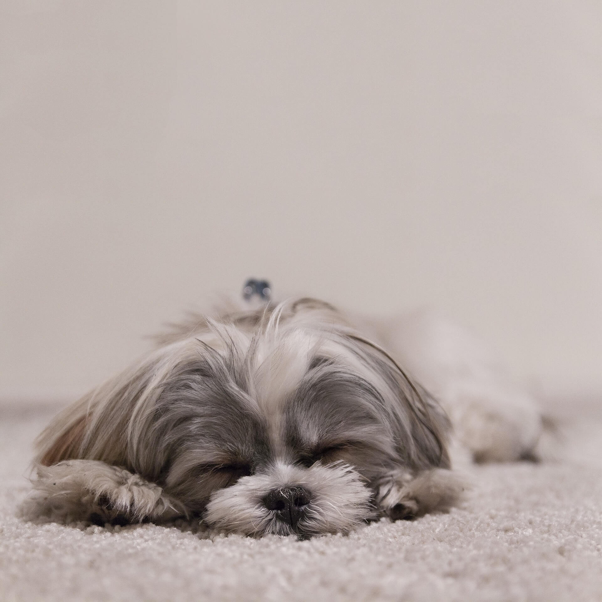 shih tzu sleeping