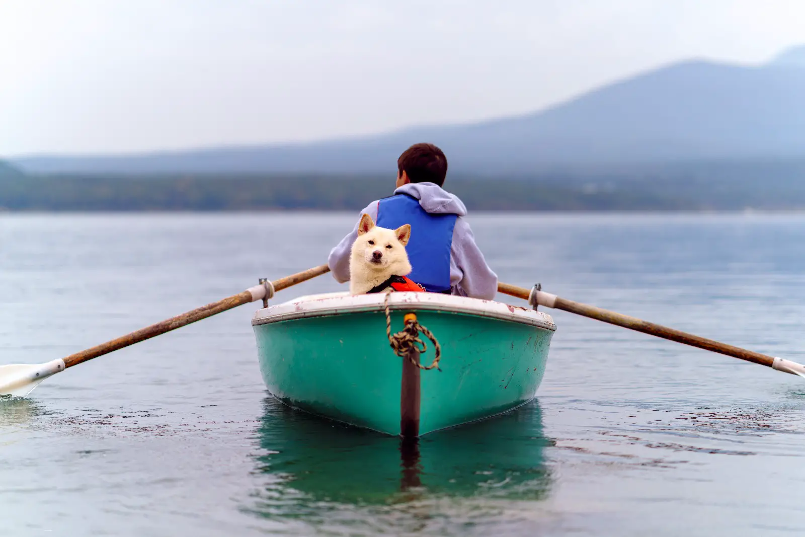 dog in a boat