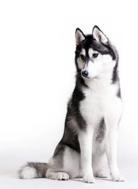 Siberian Husky