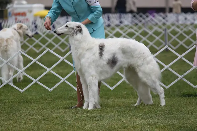 slovenian derby winner show