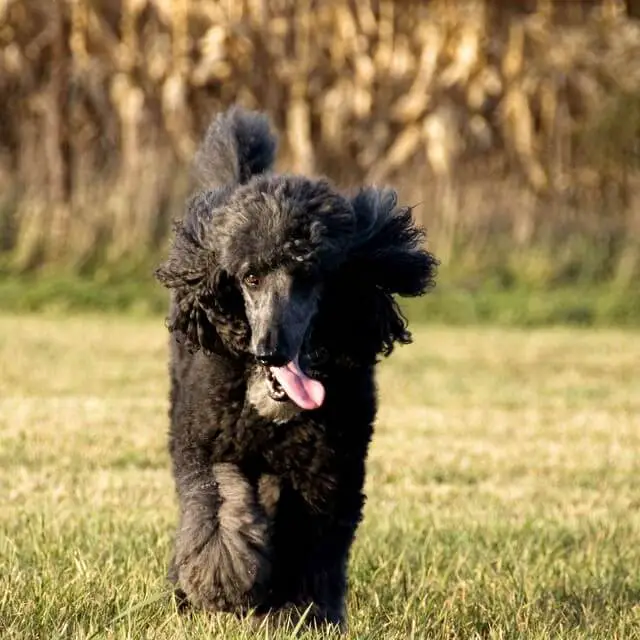 Standard Poodle