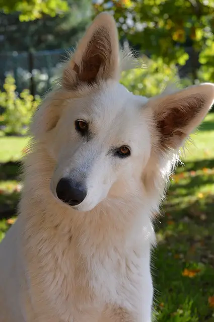 swiss shepherd head tilt