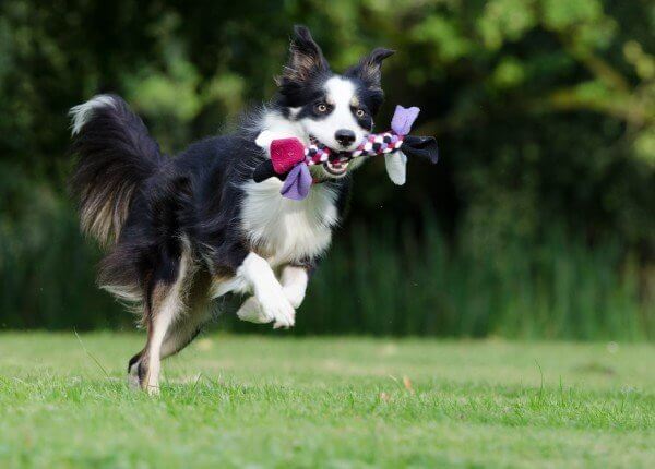 border collie dog