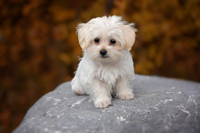 Maltese puppy