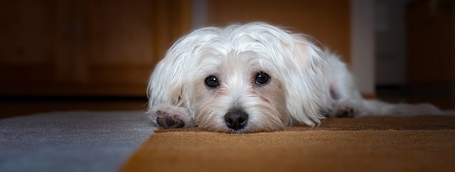 Maltese relaxing