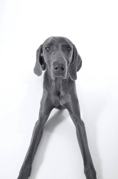 Weimaraner