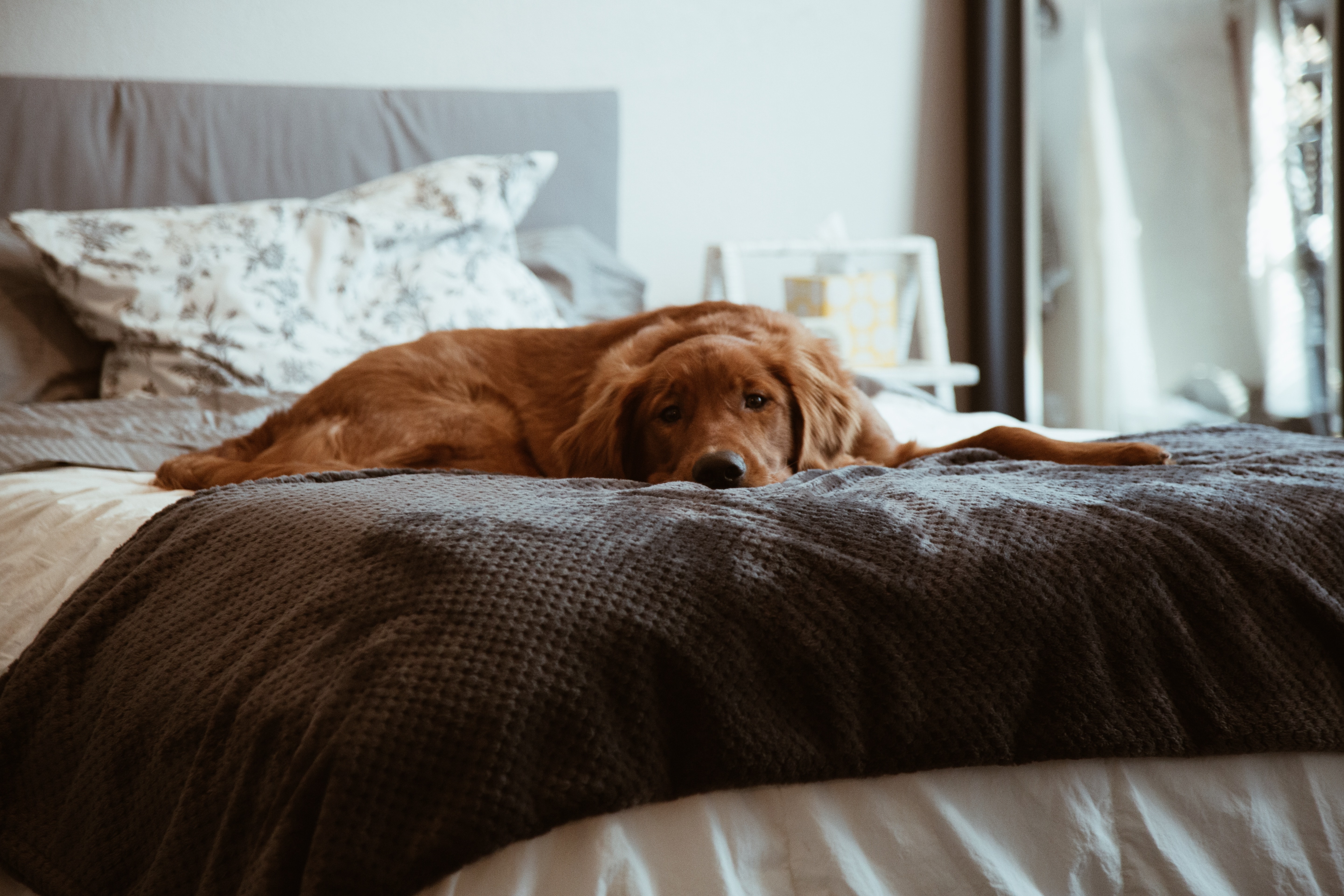 dog on a bed