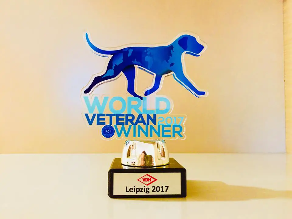 trophy for best veteran dog