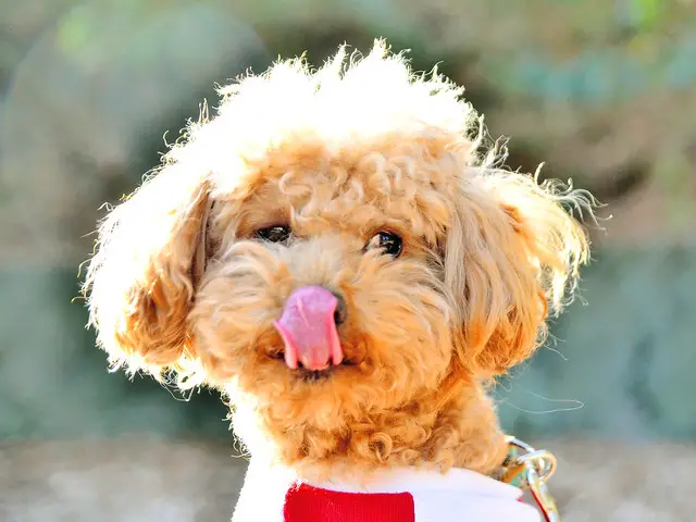 Toy Poodle 