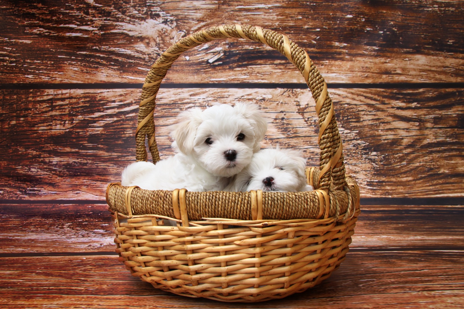 dogs in basket