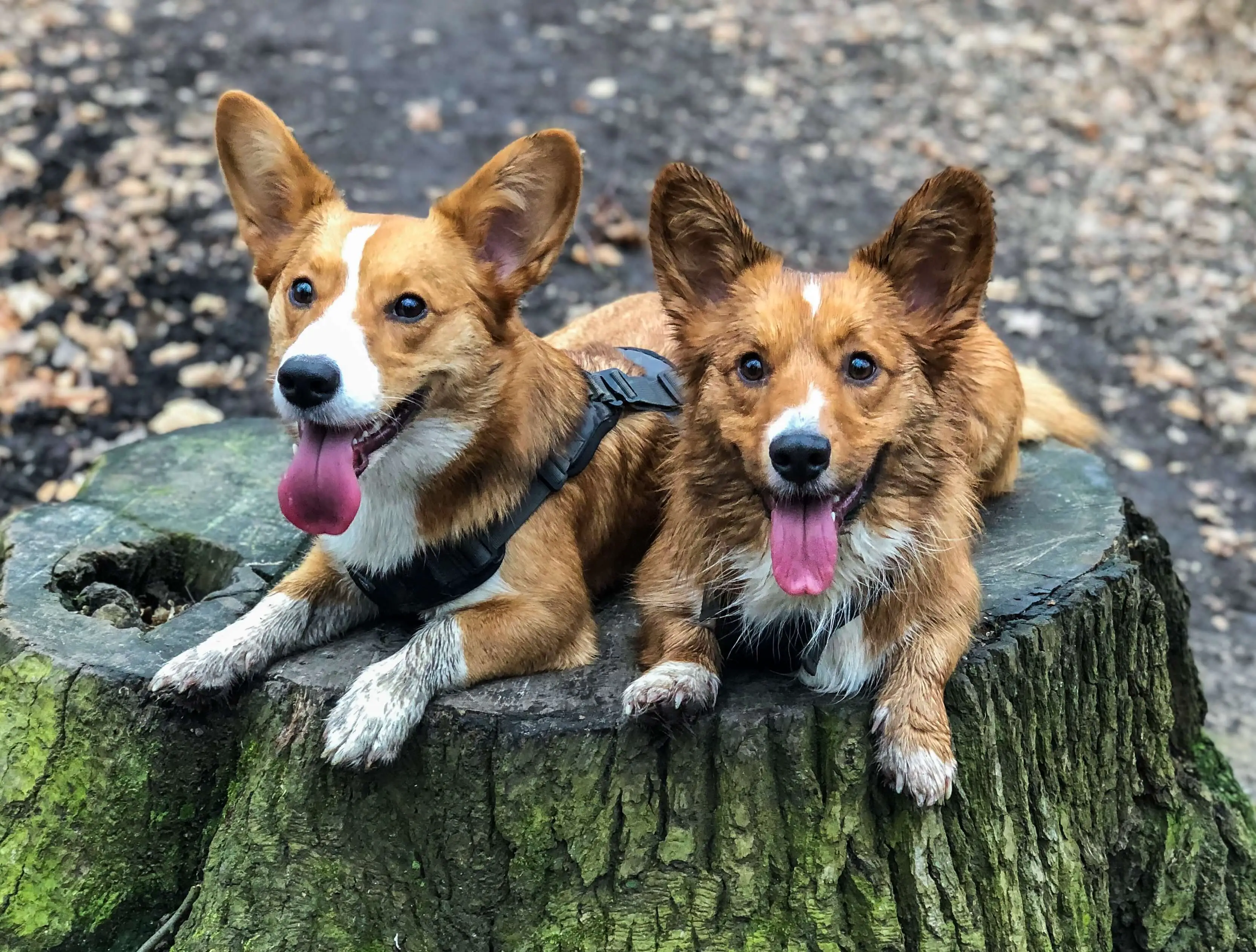 two dogs in woods