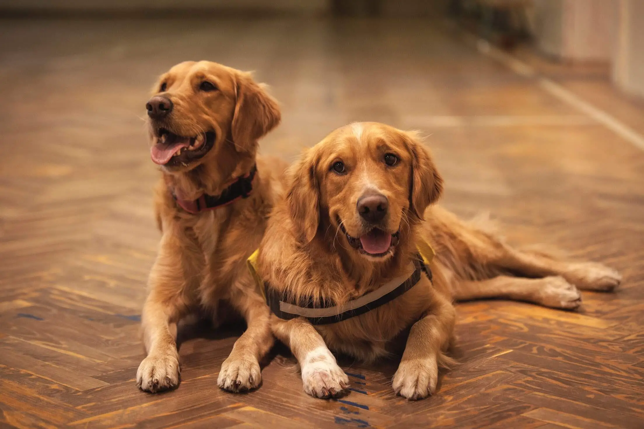 two golden retriever dogs