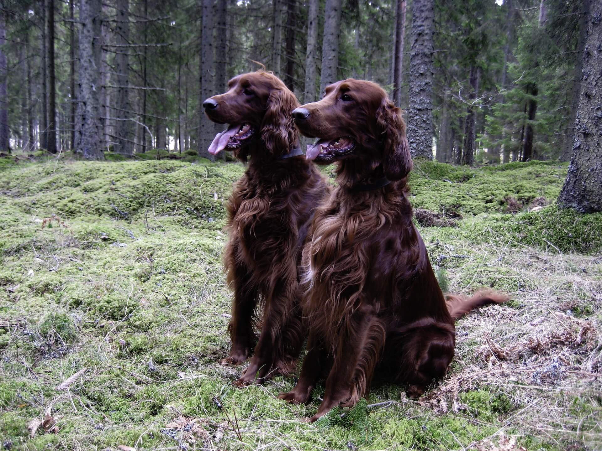 two irish setters