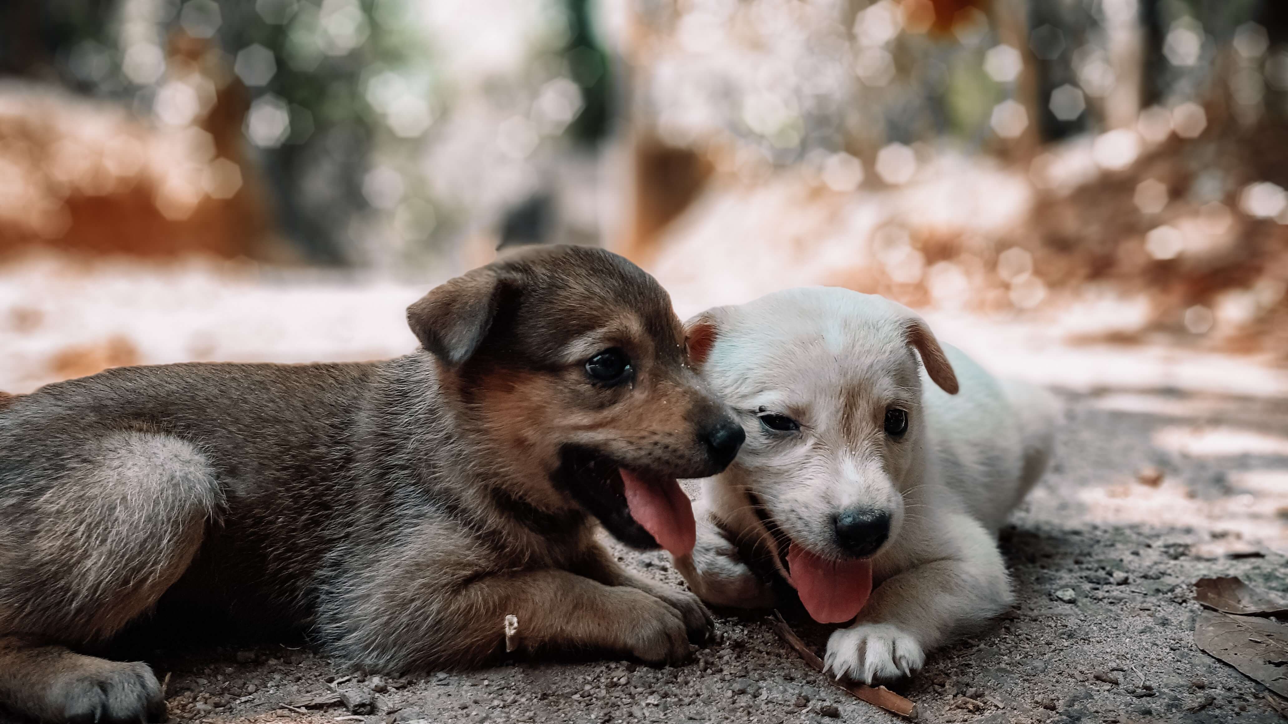 two puppies