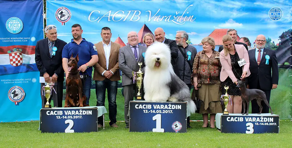 Croatia dog shows