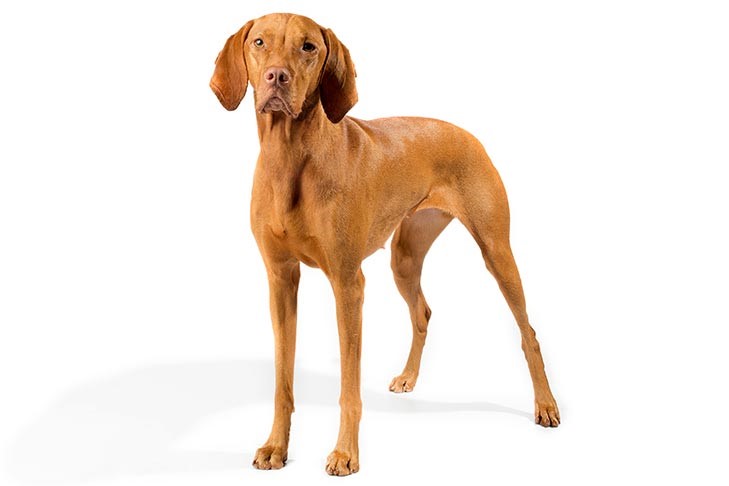 vizla