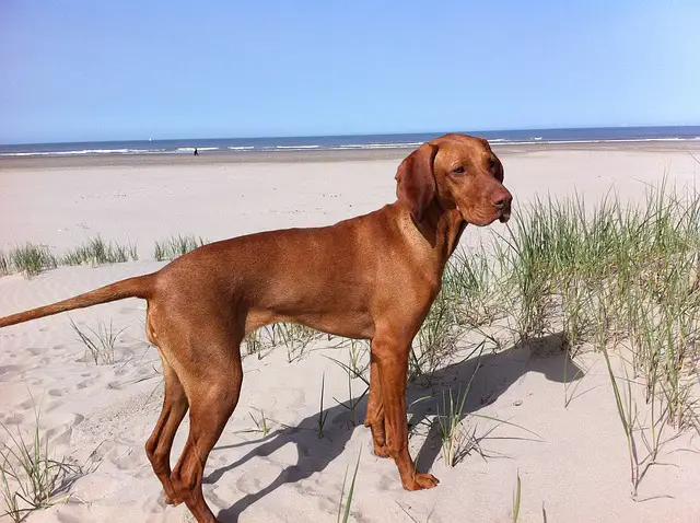 vizsla 