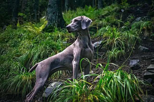 weimaraner dog in woods
